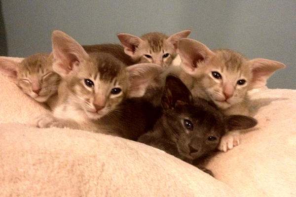 Group of kittens